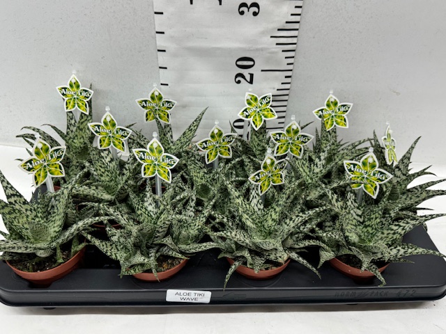 Aloe Tiki Wave