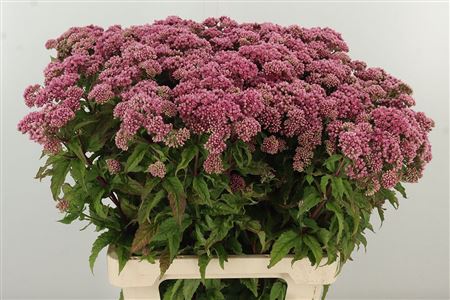 Eupat Purpureum