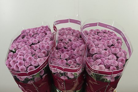 Chr S Kismo Pink
