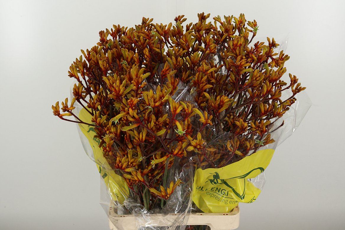 Anigoz Orange Velvet