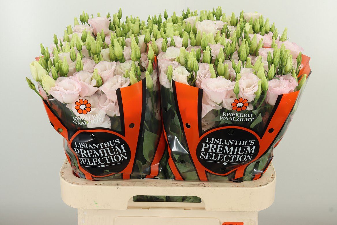 Lysianthus hell rosa