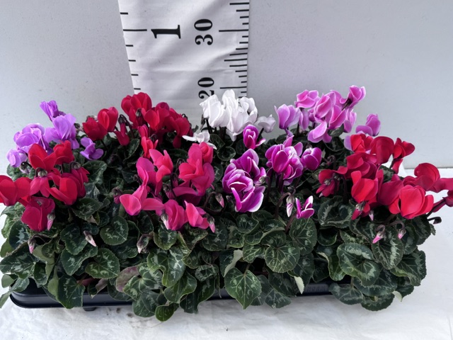 Cyclamen Midi Mix