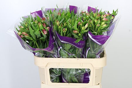 Alstromerien Mix