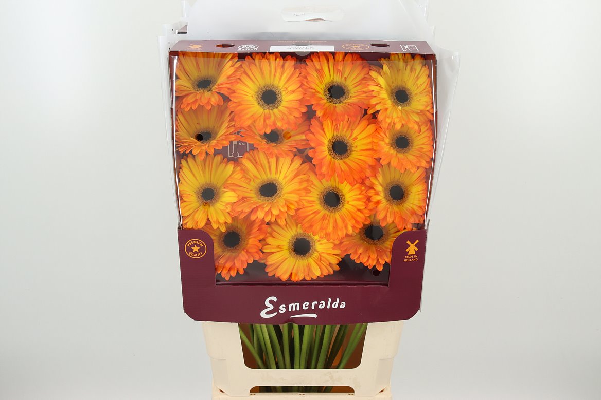 Gerbera Catwalk gelb-or