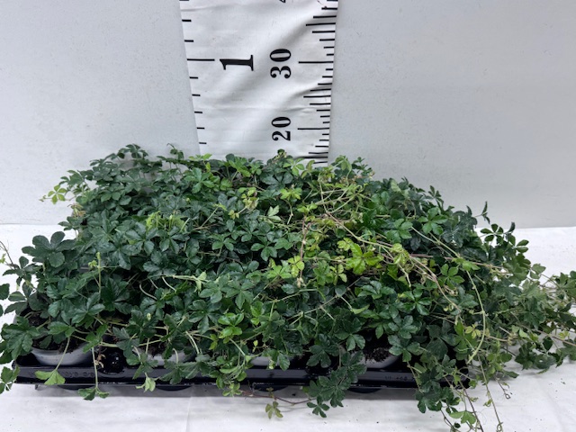 Cissus Striata rankend