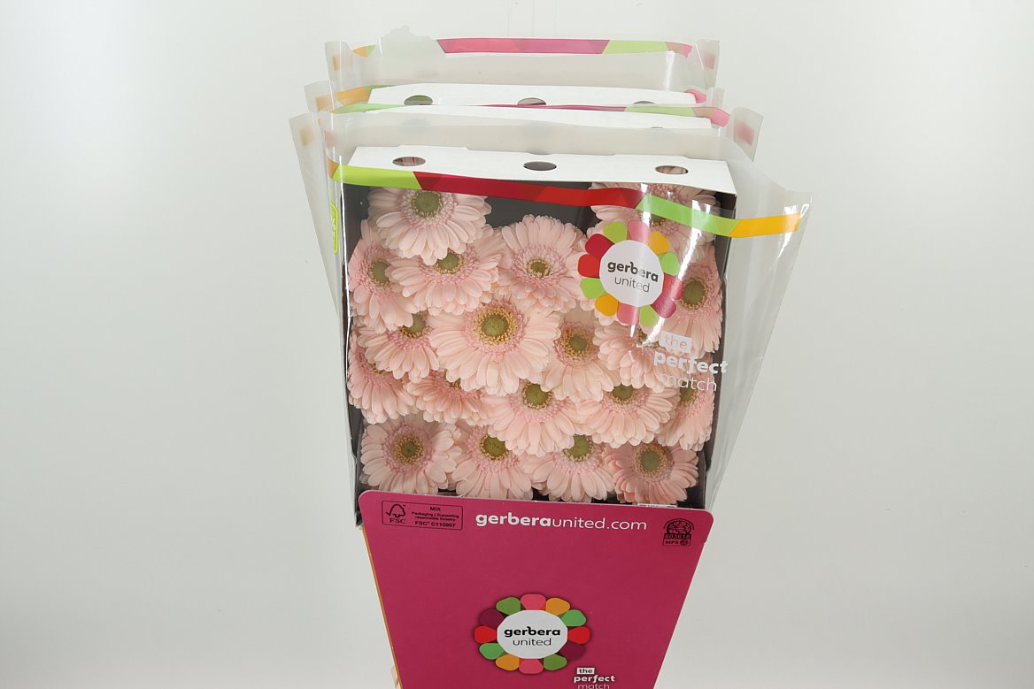 Germini Alix-noor rosa