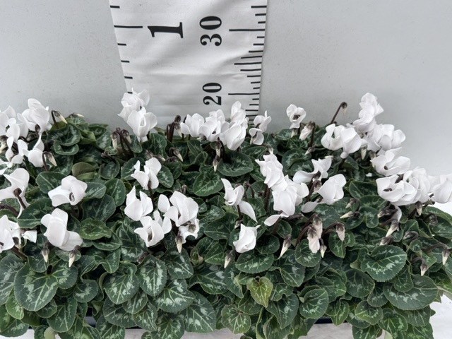 Cyclamen Midi weiß