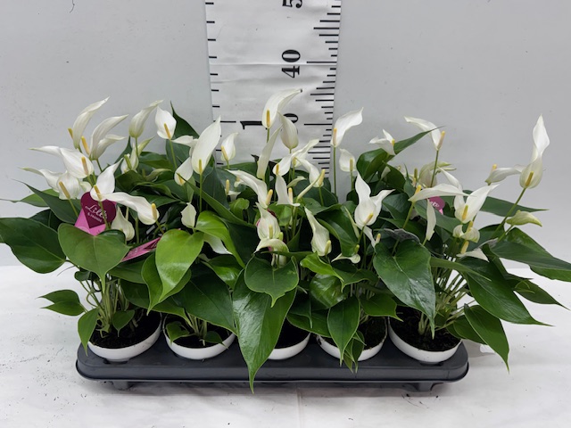 Anthu Banderola Cava - 10er Einheit