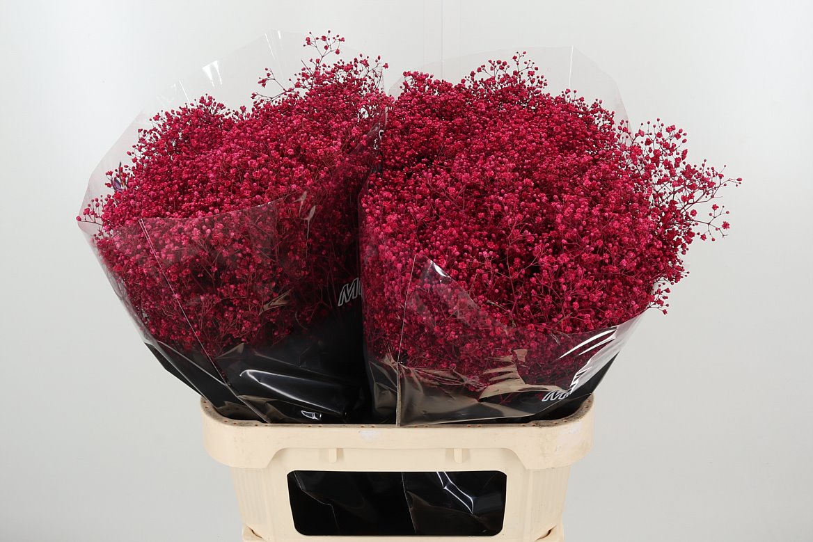 GYPS DYED MILLION CERISE