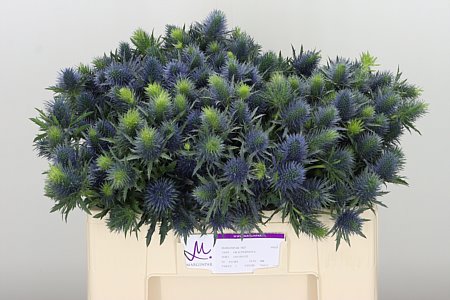 Disteln Supernova blau
