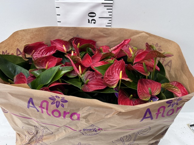 Anthurien 14er rot