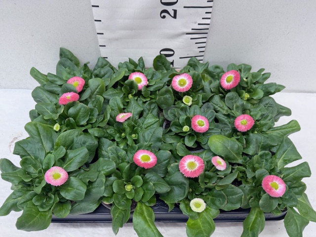 Bellis rosa 9er