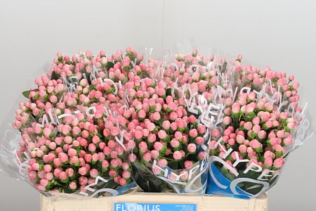 Hyp rosa Coco Casino
