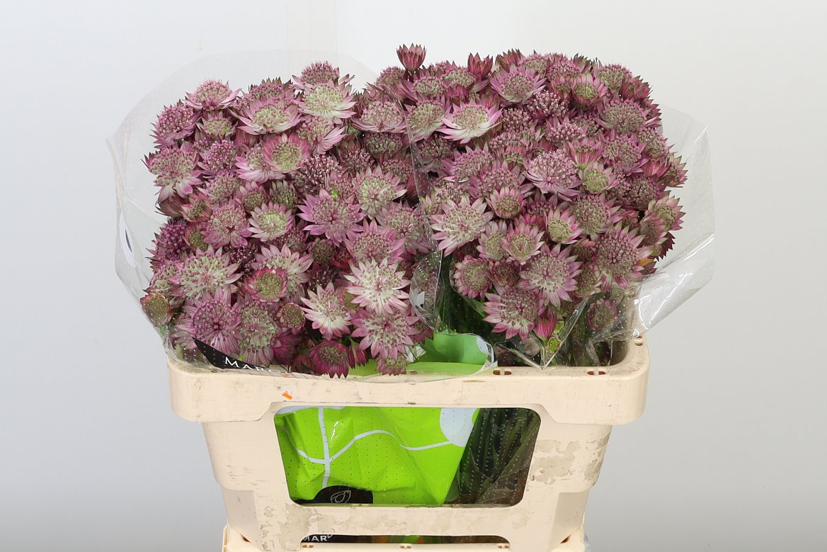 Astrancien rosa