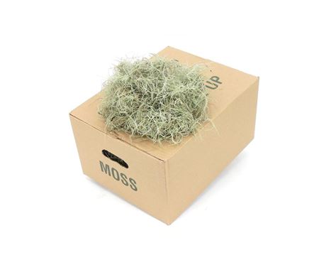 DEC MOS TILLANDSIA FINE