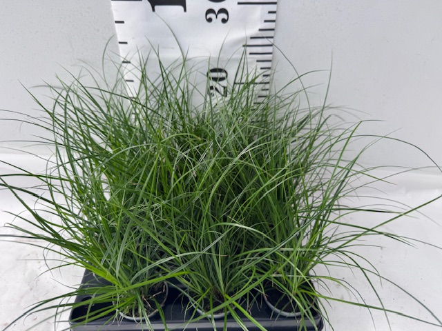 Carex Brunnea Mini