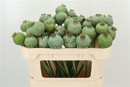 Mohn Kapseln