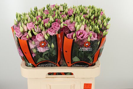 Lysianthus rosa gefüllt