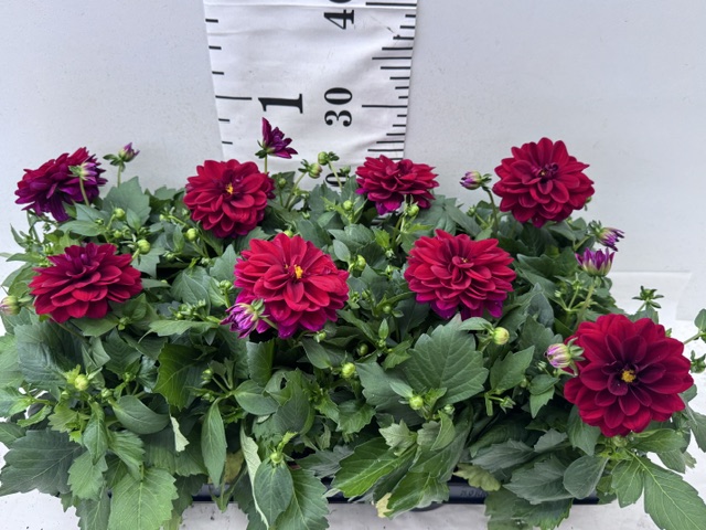 Dahlien bordeaux