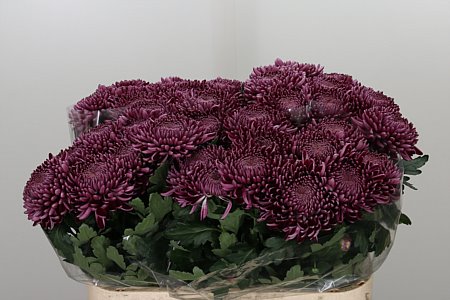 Chr G Bigoudi Purple