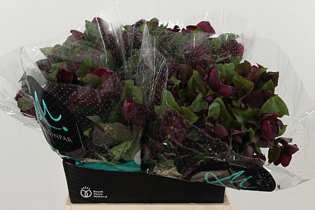 HELLEBORUS MAMMOTH RED