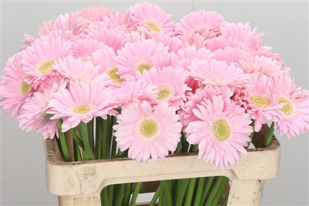 Germini Babble rosa