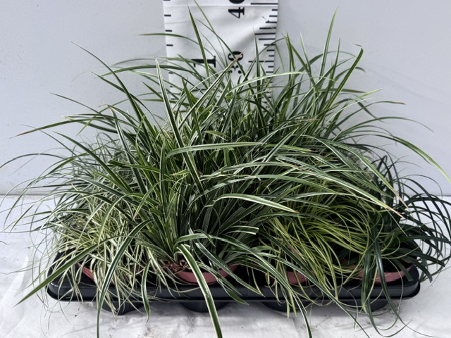 Carex Mixkisten