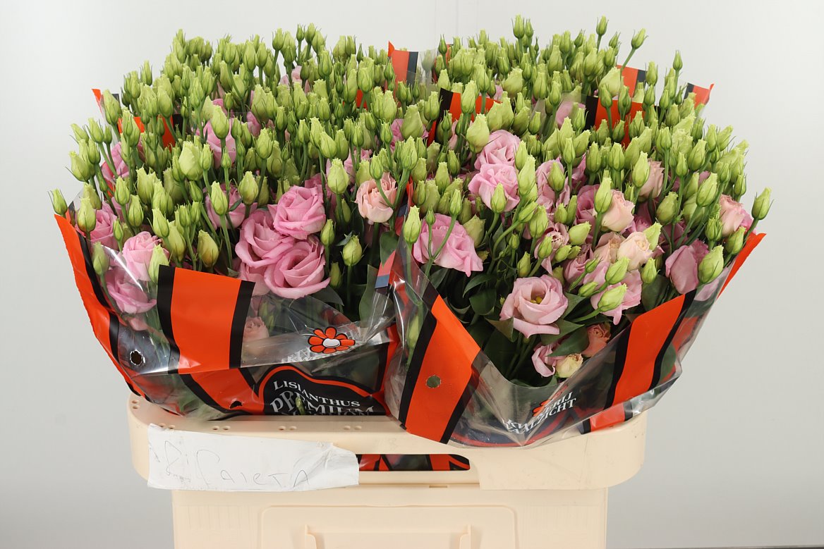 EUST G ROSITA BRIGHT PINK