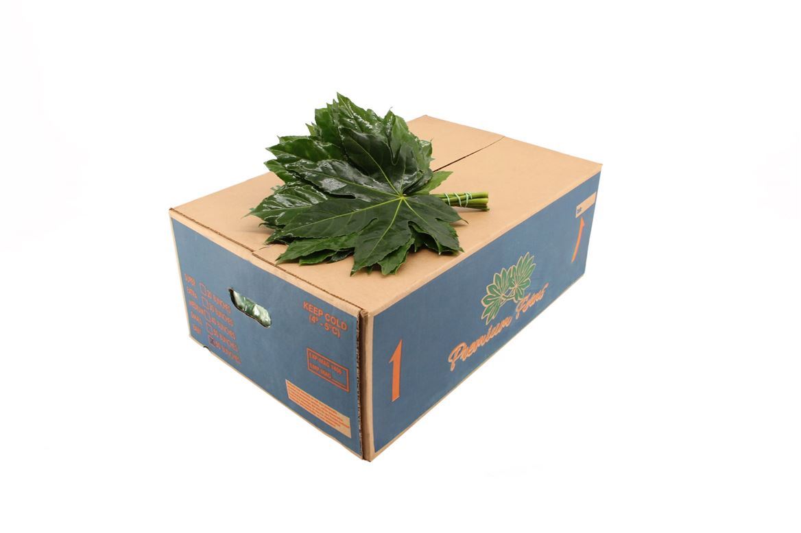 Aralien MINI