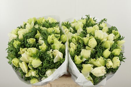 ANEMONE WHITE MARIANNE