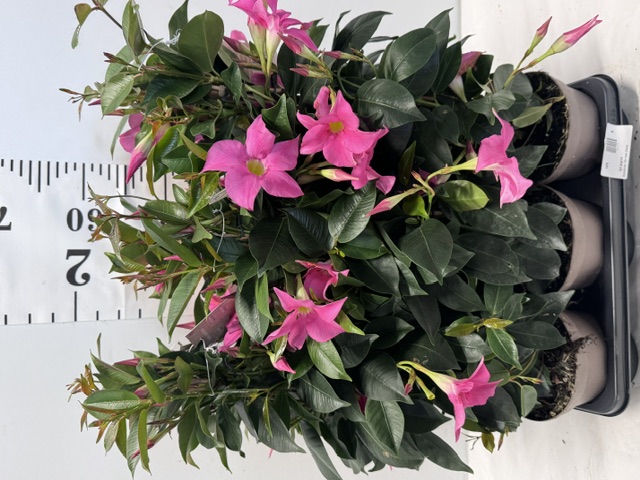 Dipladenie 14er rosa