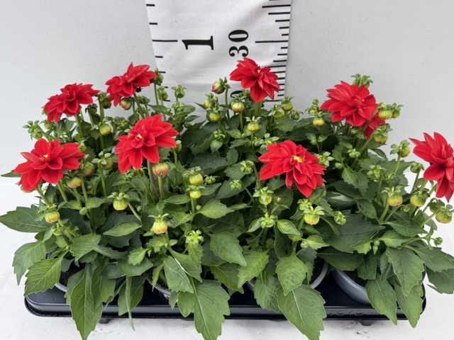 Dahlien rot