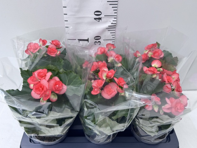Begonie 13er rosa