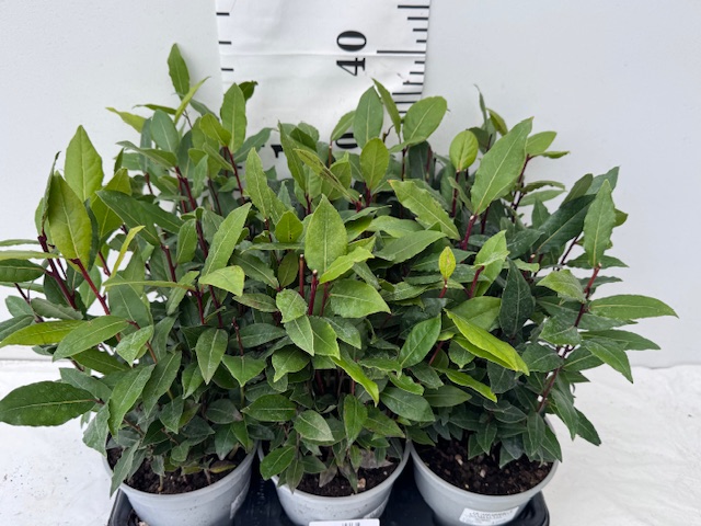 Laurus Nob 14er Busch