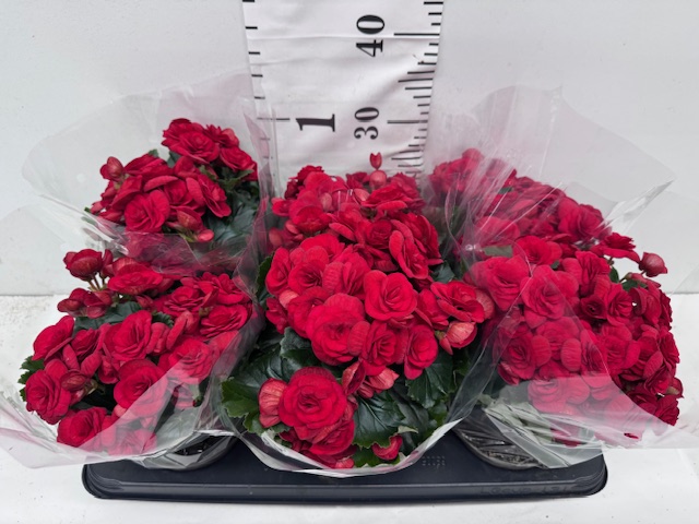 Begonie 13er rot