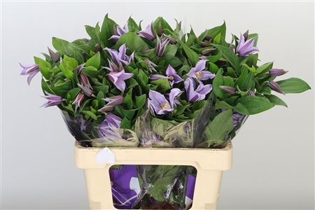 Clematis blau Star River