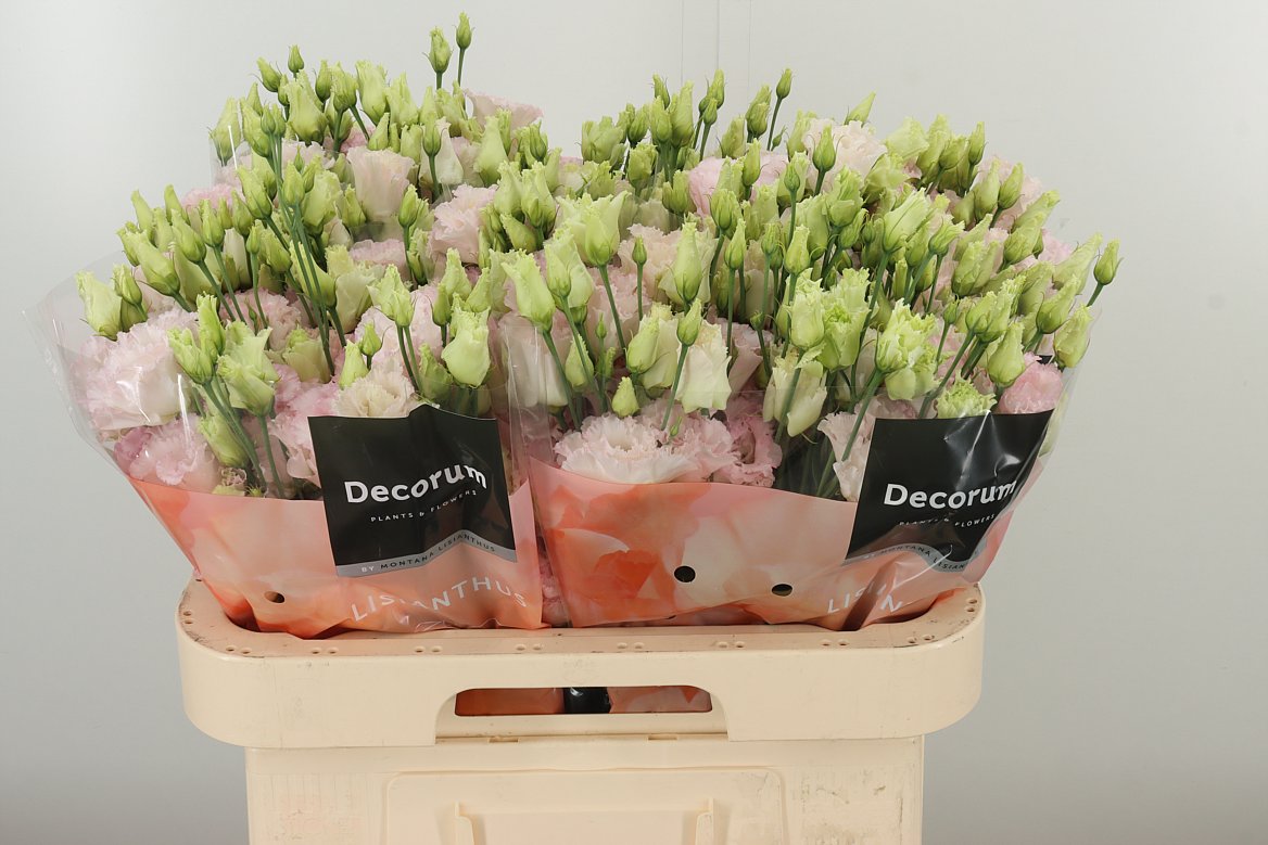 Lysianthus Wedding pink