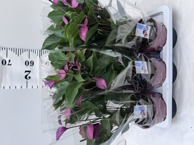 Anthu An Purple Love
