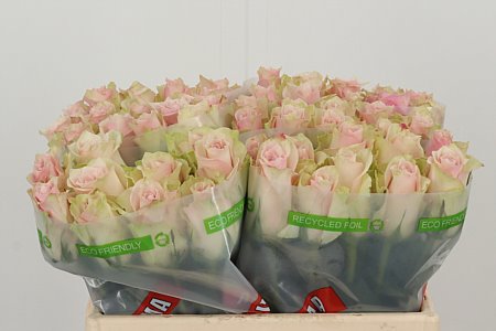 R Gr Pink Athena rosa