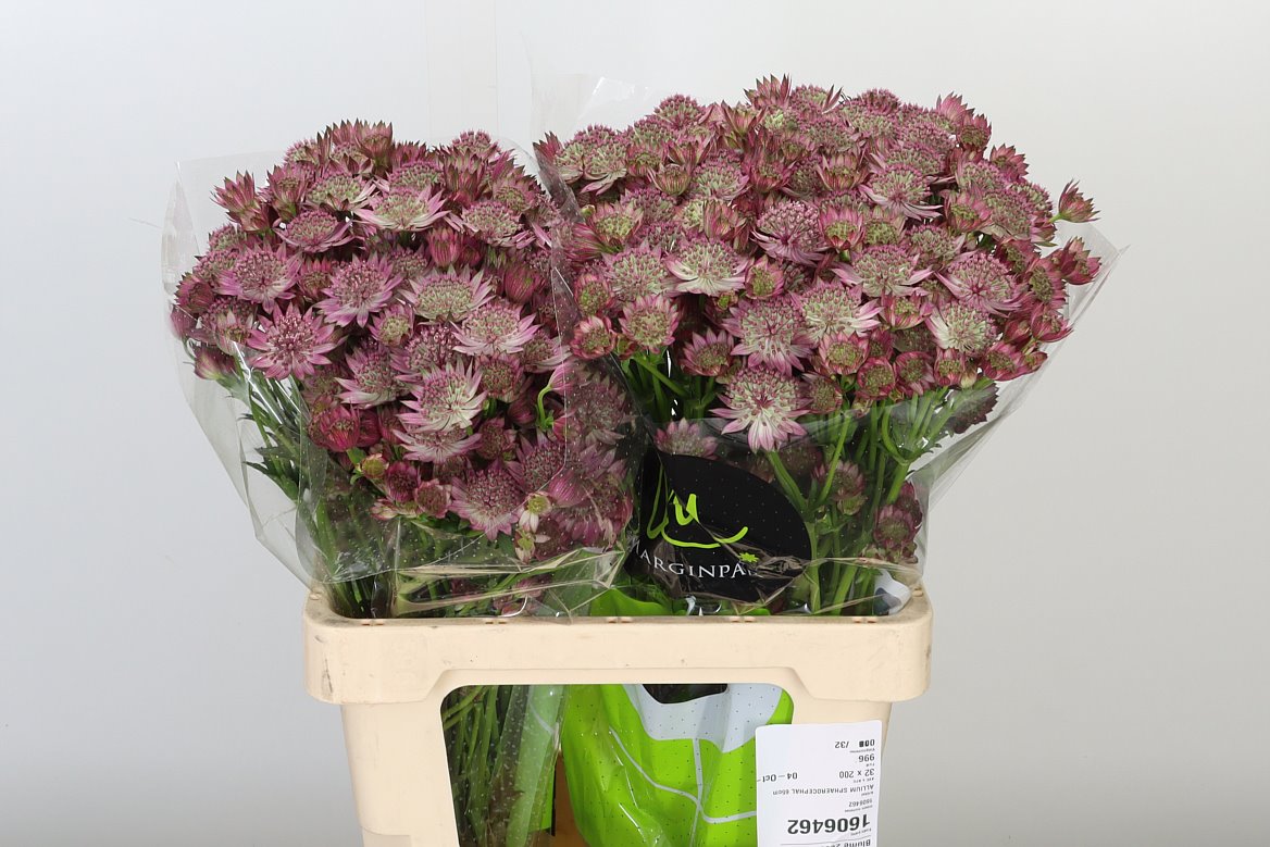 Astrancien rosa Roma