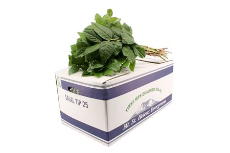 DEC SALAL TIPS