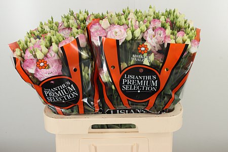 Eus G Croma Brid Kis