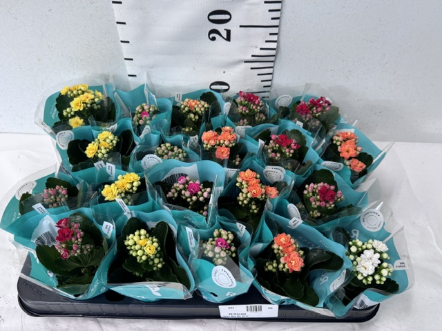 Calan Mini Mix