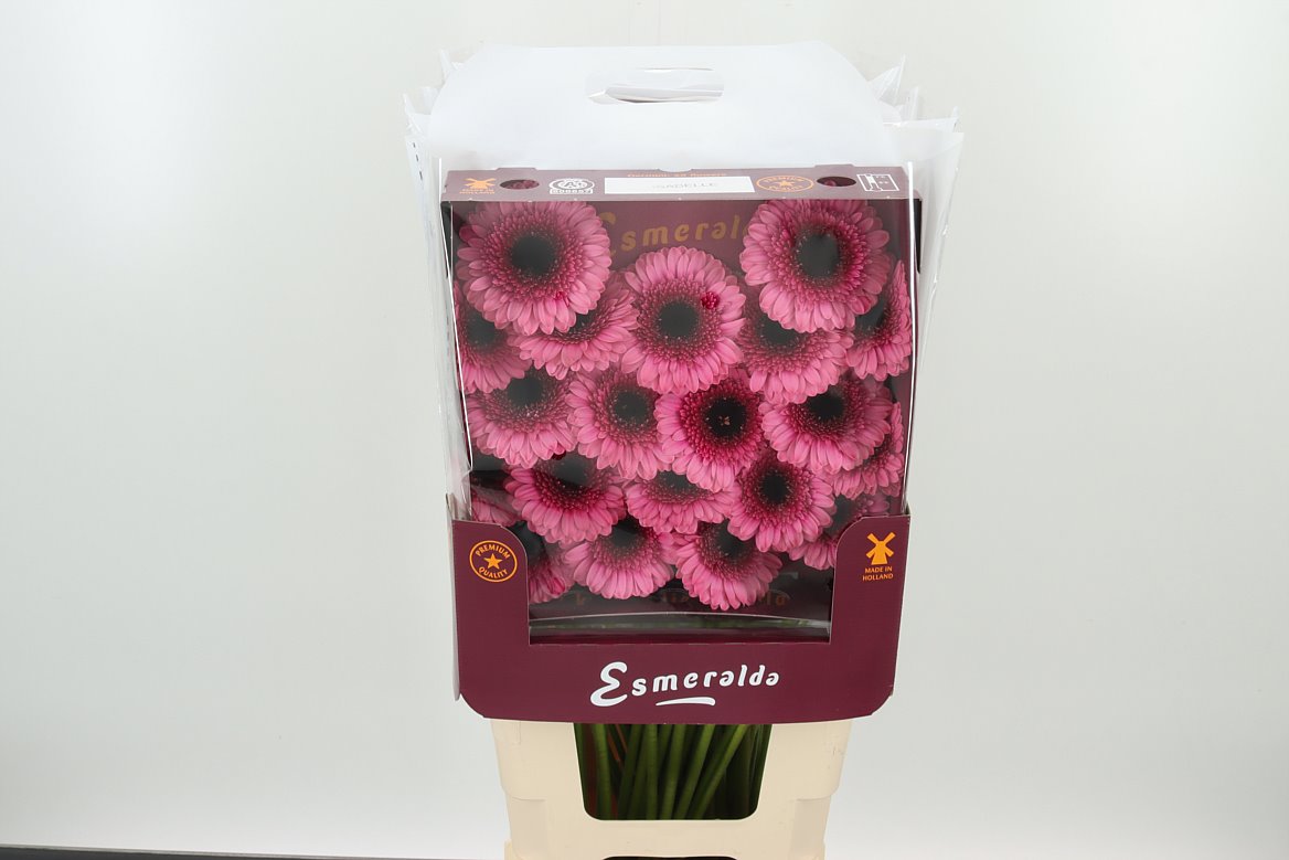 Germini Isab. rosa-pink