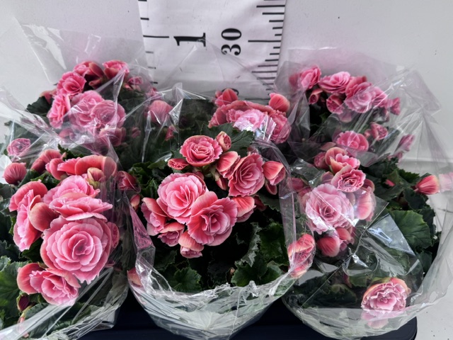 Begonie 13er rosa/weiß