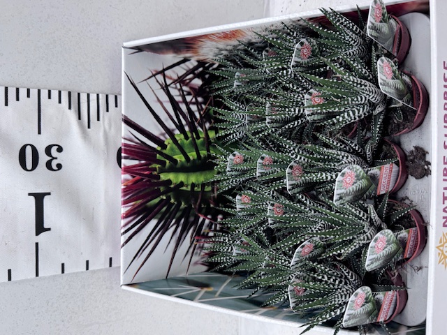 Haworthia F Big Band