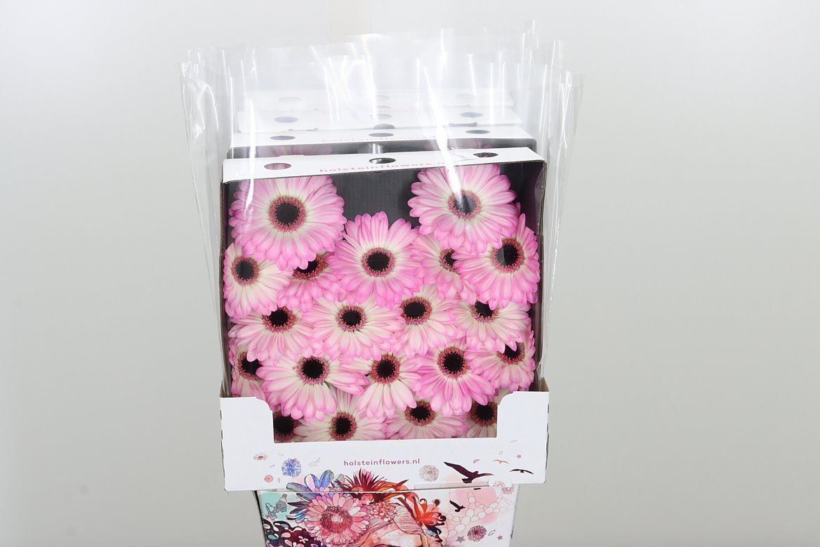 Germini Lollipop rosa