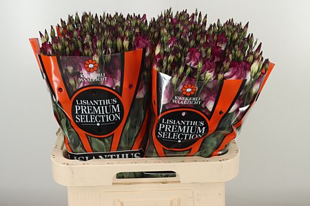 Lysianthus weiß-rot