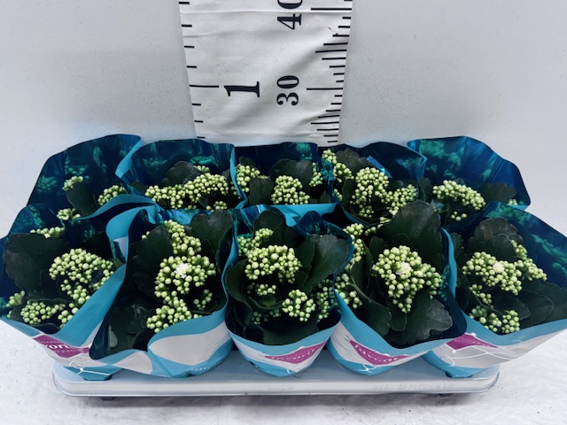 Calandiva weiss 11er