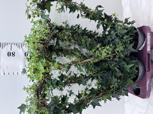 Hedera Herzen